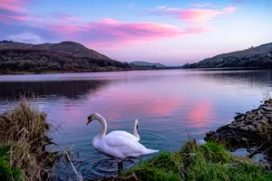 Swanat Lakeside Dusk Armagh Wallpaper
