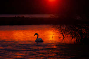 Swanin Sunset Glow Wallpaper