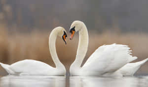 Swans Heart Formation Lake Wallpaper