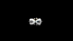 Swans Heart Reflection Dark Water Wallpaper