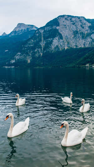Swans On Mountain Lake Wallpaper