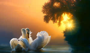 Swansat Sunset Serenity Wallpaper