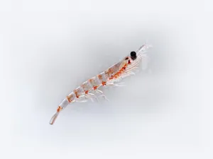 Swarm Of Krill In The Deep Blue Sea Wallpaper
