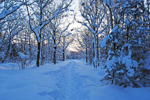 Sweden Winter Forest Wallpaper