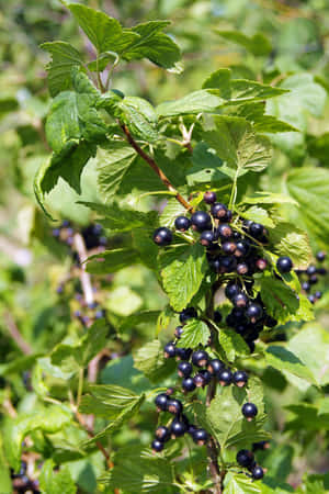 Sweet And Delicious Black Currants Wallpaper