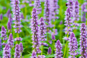 Sweet And Delicious - Purple Licorice Wallpaper