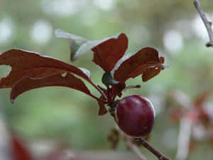 Sweet And Juicy Purple Plums. Wallpaper
