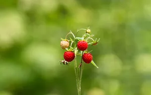 Sweet And Juicy Summer Strawberries, Freshly Picked. Wallpaper