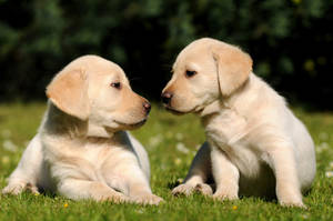 Sweet Labrador Puppies Wallpaper