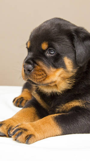 Sweet Rottweiler Puppy Hd Wallpaper