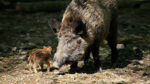 Sweet Wild Boar Wallpaper