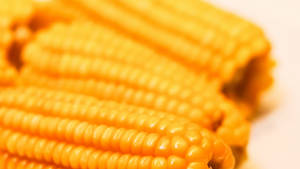 Sweetcorn 2560x1440 Food Wallpaper