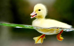 Swimming Baby Duck Wallpaper