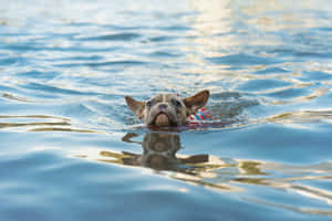 Swimming French Bulldog.jpg Wallpaper