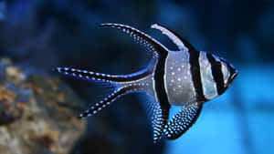 Swimming In Sand: A Beautiful Blue-green Fish Enjoying Its Subtropical Environment Wallpaper