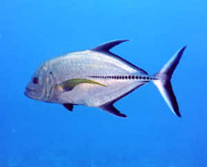 Swimming Jack Fish Blue Water Wallpaper