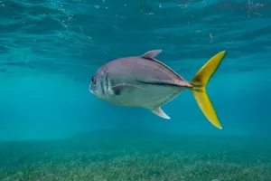 Swimming Jack Fish Underwater Wallpaper