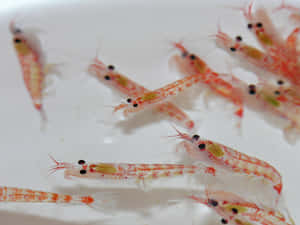 Swimming Krill Closeup Wallpaper