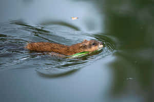 Swimming Muskrat Nature Scene.jpg Wallpaper