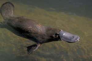 Swimming_ Platypus_in_ Natural_ Habitat.jpg Wallpaper