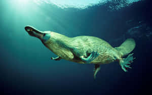 Swimming_ Platypus_ Underwater.jpg Wallpaper