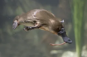 Swimming_ Platypus_ Underwater.jpg Wallpaper