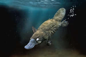 Swimming Platypus Underwater.jpg Wallpaper