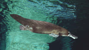 Swimming_ Platypus_ Underwater.jpg Wallpaper