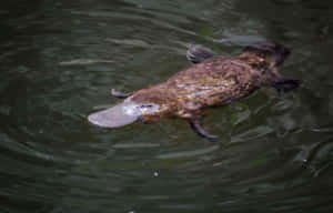 Swimming Platypus Wildlife Wallpaper