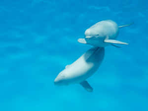 Swimming Porpoise Underwater.jpg Wallpaper