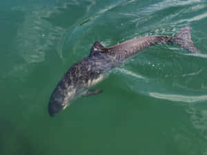 Swimming Porpoisein Clear Waters Wallpaper