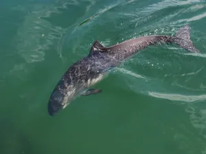 Swimming Porpoisein Clear Waters Wallpaper