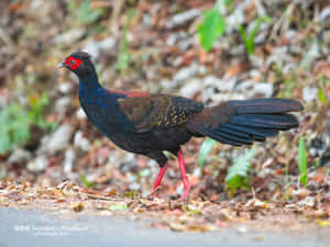 Swinhoe's Pheasant In Natural Habitat Wallpaper