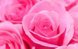 Swirled Pink Rose Flowers Wallpaper