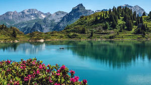 Swiss Alps Flowers Wallpaper