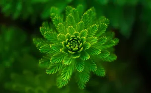 Symmetrical Fern Plant Aesthetic Wallpaper