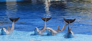 Synchronized_ False_ Killer_ Whales_ Performance Wallpaper