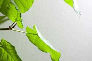 Synthetic Plastered Wall Wallpaper