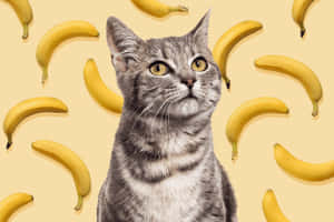 Tabby Cat Amidst Bananas.jpg Wallpaper