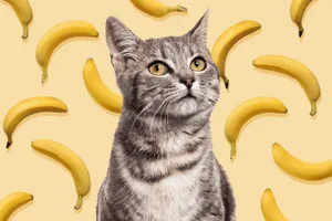 Tabby Cat Amidst Bananas.jpg Wallpaper