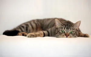 Tabby Cat Posing Elegantly In Nature Wallpaper