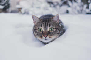 Tabby Catin Snow Wallpaper