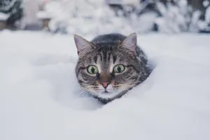 Tabby Catin Snow Wallpaper