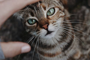 Tabby Kitten Closeup Wallpaper