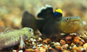 Tadpoleand Goby Aquatic Companions Wallpaper
