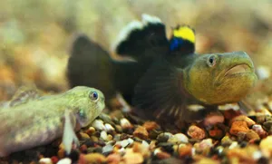 Tadpoleand Goby Aquatic Companions Wallpaper