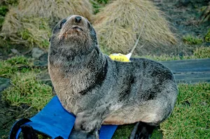 Tagged Northern Fur Seal Resting Wallpaper
