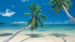 Take A Break From Reality And Escape To This Peaceful Tropical Beach. Wallpaper