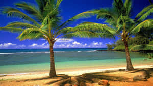 Take A Break From Reality And Relax At Palm Tree Beach Wallpaper