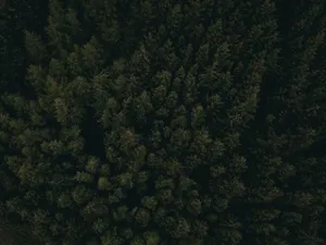 Take A Journey Into The Nocturnal Depths Of This Dark Forest Wallpaper